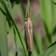 Hednota species near grammellus (Pyralid or snout moth) at Symonston, ACT - 13 Mar 2020 by rawshorty