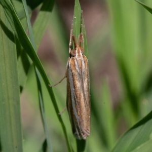 Hednota species near grammellus at Symonston, ACT - 13 Mar 2020