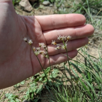 Fimbristylis dichotoma (A Sedge) at Stromlo, ACT - 13 Mar 2020 by MattM