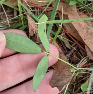 Glycine clandestina at Higgins, ACT - 9 Mar 2020