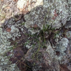 Grona varians (Slender Tick-Trefoil) at Denman Prospect, ACT - 13 Mar 2020 by MattM