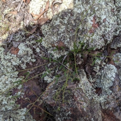 Grona varians (Slender Tick-Trefoil) at Denman Prospect, ACT - 13 Mar 2020 by MattM