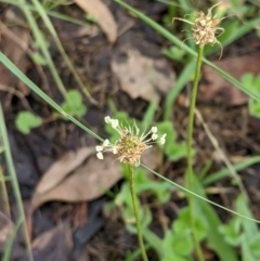 Plantago lanceolata (Ribwort Plantain, Lamb's Tongues) at Higgins, ACT - 9 Mar 2020 by MattM