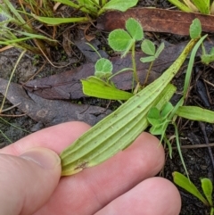 Plantago lanceolata at Higgins, ACT - 9 Mar 2020