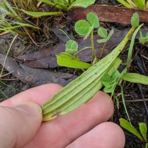 Plantago lanceolata at Higgins, ACT - 9 Mar 2020