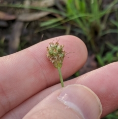 Plantago lanceolata at Higgins, ACT - 9 Mar 2020