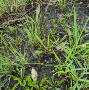 Plantago lanceolata at Higgins, ACT - 9 Mar 2020 05:58 PM