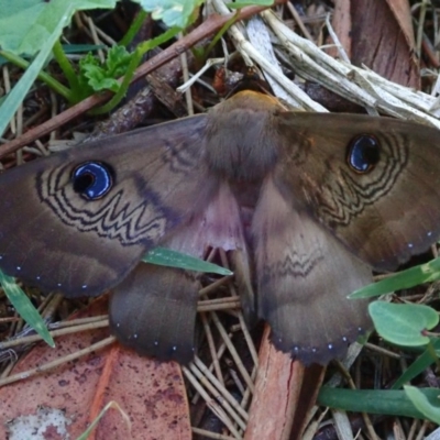 Dasypodia selenophora (Southern old lady moth) at Acton, ACT - 13 Mar 2020 by jb2602