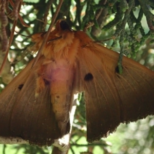 Dasypodia selenophora at Acton, ACT - 13 Mar 2020