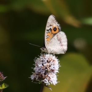 Junonia villida at Fyshwick, ACT - 13 Mar 2020