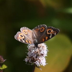 Junonia villida at Fyshwick, ACT - 13 Mar 2020 02:53 PM