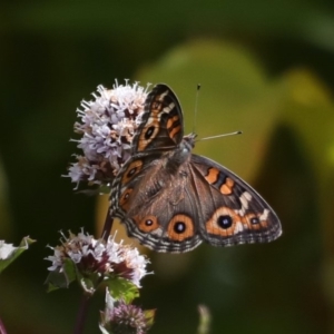 Junonia villida at Fyshwick, ACT - 13 Mar 2020