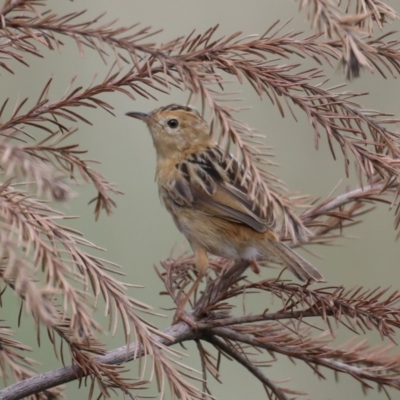 Cisticola exilis (Golden-headed Cisticola) at Fyshwick, ACT - 13 Mar 2020 by jb2602