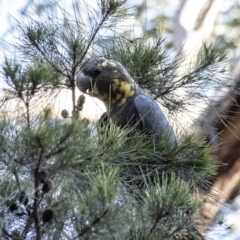 Calyptorhynchus lathami (Glossy Black-Cockatoo) at Penrose, NSW - 13 Mar 2020 by Aussiegall