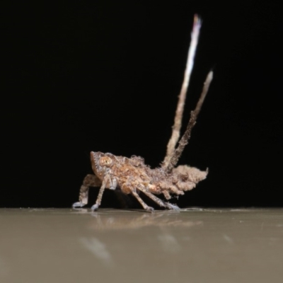 Platybrachys decemmacula (Green-faced gum hopper) at Acton, ACT - 12 Mar 2020 by TimL