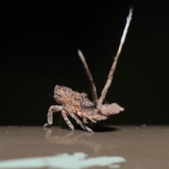 Platybrachys decemmacula at Acton, ACT - 12 Mar 2020