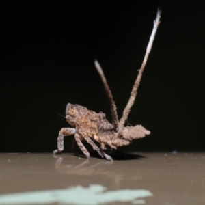 Platybrachys decemmacula at Acton, ACT - 12 Mar 2020