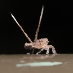 Platybrachys decemmacula at Acton, ACT - 12 Mar 2020