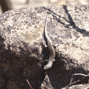 Liopholis whitii at Mount Clear, ACT - 13 Mar 2020 11:14 AM