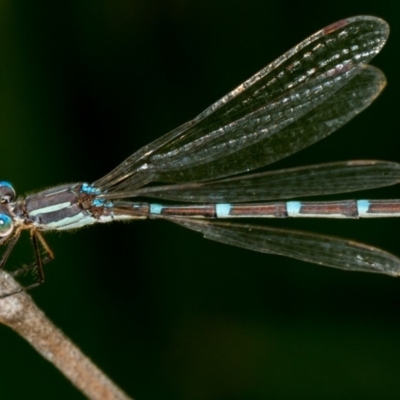 Austrolestes leda (Wandering Ringtail) at Bruce, ACT - 23 Nov 2013 by Bron