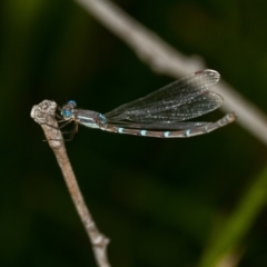 Austrolestes leda at Bruce, ACT - 23 Nov 2013 11:52 AM