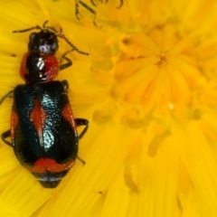 Dicranolaius villosus (Melyrid flower beetle) at Bruce, ACT - 23 Nov 2013 by Bron