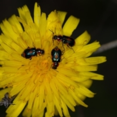 Dicranolaius villosus at Bruce, ACT - 23 Nov 2013