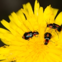 Dicranolaius villosus at Bruce, ACT - 23 Nov 2013