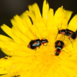 Dicranolaius villosus at Bruce, ACT - 23 Nov 2013 12:06 PM