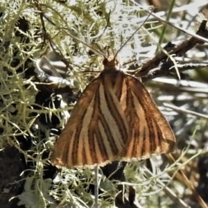 Amelora oritropha at Cotter River, ACT - 13 Mar 2020