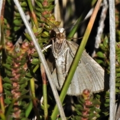 Amelora oritropha at Cotter River, ACT - 13 Mar 2020