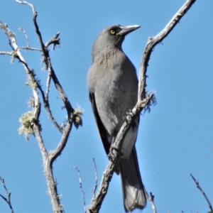 Strepera versicolor at Cotter River, ACT - 13 Mar 2020