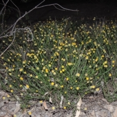 Calotis lappulacea (Yellow Burr Daisy) at Yarralumla, ACT - 29 Feb 2020 by michaelb