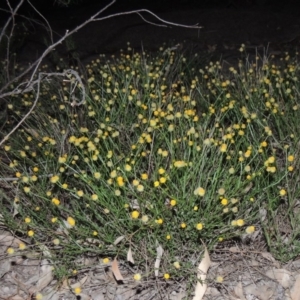 Calotis lappulacea at Yarralumla, ACT - 29 Feb 2020