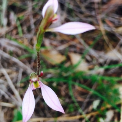 Eriochilus cucullatus (Parson's Bands) at Hackett, ACT - 11 Mar 2020 by RWPurdie