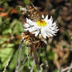 Oreixenica orichora (Spotted Alpine Xenica) at Cotter River, ACT - 13 Mar 2020 by JohnBundock