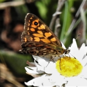 Oreixenica orichora at Cotter River, ACT - 13 Mar 2020