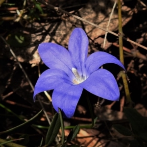 Wahlenbergia gloriosa at Cotter River, ACT - 13 Mar 2020 12:13 PM