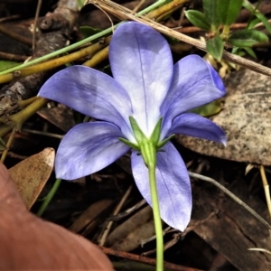 Wahlenbergia gloriosa at Cotter River, ACT - 13 Mar 2020 12:13 PM