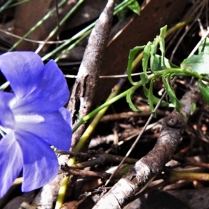 Wahlenbergia gloriosa at Cotter River, ACT - 13 Mar 2020 12:13 PM