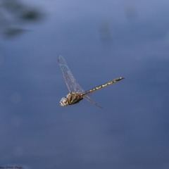 Hemicordulia tau (Tau Emerald) at Hawker, ACT - 13 Mar 2020 by Roger