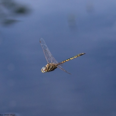 Hemicordulia tau (Tau Emerald) at Molonglo River Reserve - 13 Mar 2020 by Roger