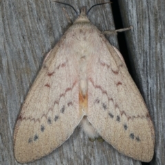 Entometa undescribed species nr fervens at Ainslie, ACT - 13 Mar 2020