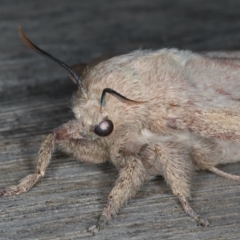 Entometa undescribed species nr fervens at Ainslie, ACT - 13 Mar 2020