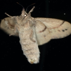 Entometa undescribed species nr fervens at Ainslie, ACT - 13 Mar 2020