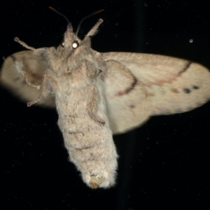 Entometa undescribed species nr fervens at Ainslie, ACT - 13 Mar 2020 09:15 PM