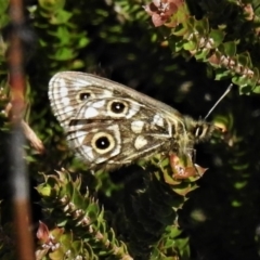 Oreixenica latialis (Small Alpine Xenica) at Cotter River, ACT - 13 Mar 2020 by JohnBundock