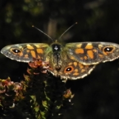 Oreixenica latialis at Cotter River, ACT - 13 Mar 2020