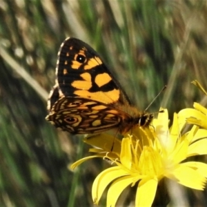 Oreixenica lathoniella at Cotter River, ACT - 13 Mar 2020