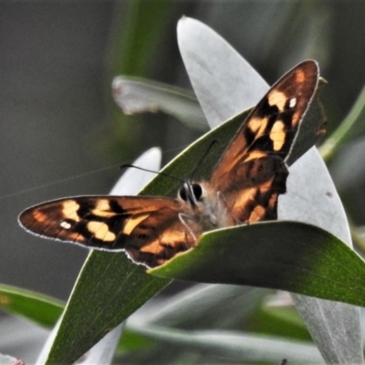 Heteronympha banksii (Banks' Brown) at Cotter River, ACT - 13 Mar 2020 by JohnBundock